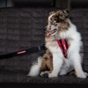 EzyDog EzyDog CLICK - Best Dog Seat Belt Car Harness