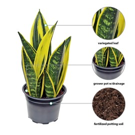 Live Snake Plant, Sansevieria Golden Flame, Plant Lover Gift, Housewarming Gift, Indoor Potted Variegated Plant, Office Gift, Birthday Gift, Thank You Gift; Get Well Gift in 6" Pot