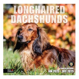 RED EMBER Longhaired Dachshunds 2025 Wall Calendar 12 Month | 12" x 24" Open | Thick & Sturdy Paper | Giftable | Calendar 2025