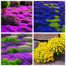 2000+ Mixed Creeping Thyme Seeds Colorful Ground Cover (Blue, Purple, Red, Yellow) Heirloom, Non-GMO Perennial