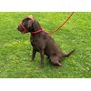 L&J Pets UK All in one Headcollar Lead/Halter/Head Collar To