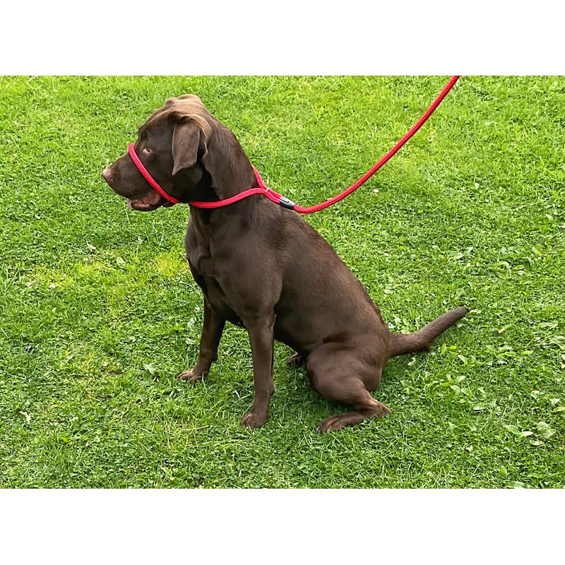 L&J Pets UK All in one Headcollar Lead/Halter/Head Collar To