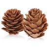 com-four® 200 x Decorative Cones Larch - Cones Decoration for