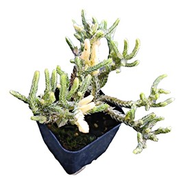 USKC Live Crassula Plants (2"Pot Crassula Watch Chain Variegata)