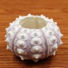 Xuniu Air Plants Sea Urchin Tabletop Tillandsia Holder Miniature Gardening