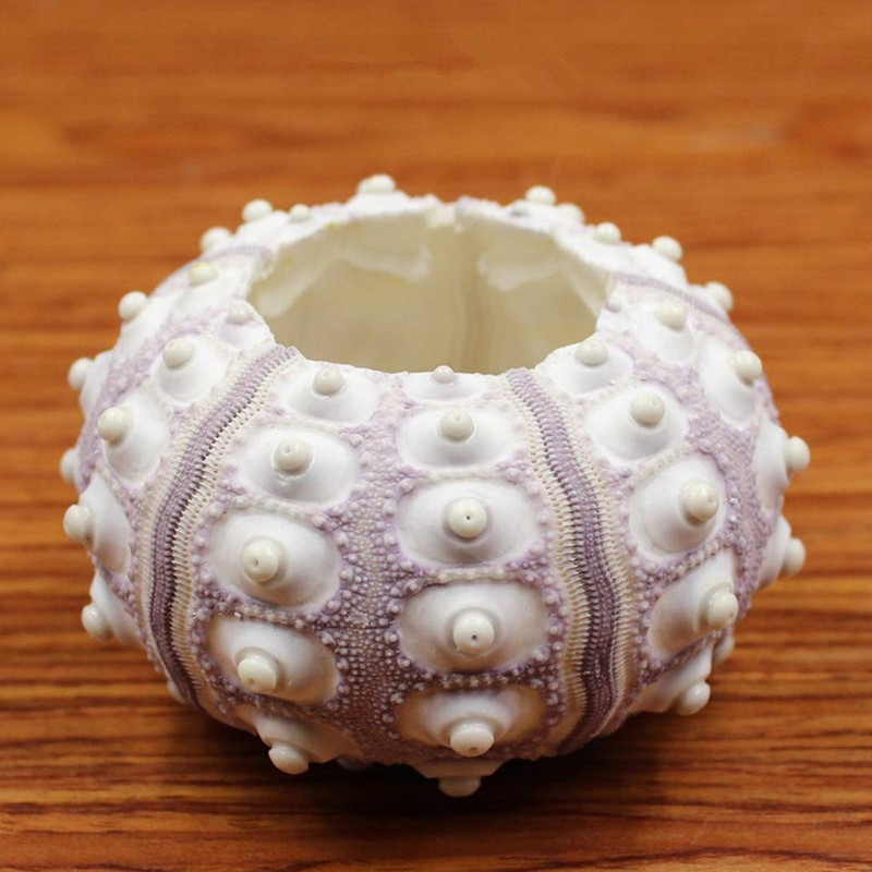 Xuniu Air Plants Sea Urchin Tabletop Tillandsia Holder Miniature Gardening