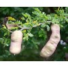 Tree FRESH TEXAS EBONY TREE SEEDS - 20 SEEDS (026)