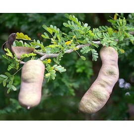 Tree FRESH TEXAS EBONY TREE SEEDS - 20 SEEDS (026)