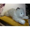 Russ Berrie WHITE CAT PLUSH SABRINA 18" FROM HEAD TO