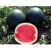 50 Black Diamond Watermelon Seeds for Planting Heirloom Non GMO