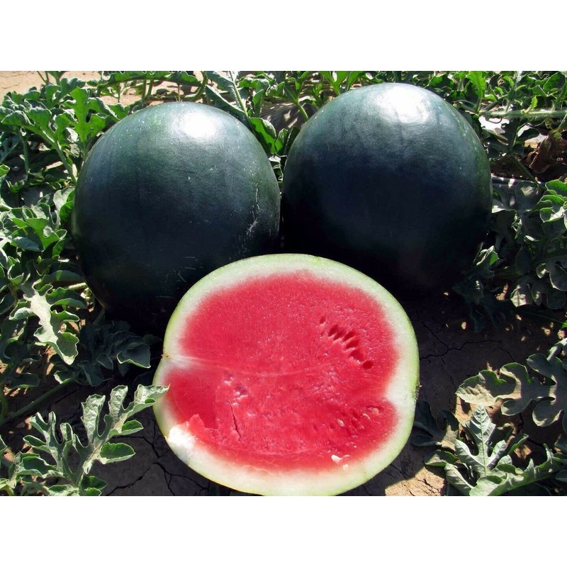 50 Black Diamond Watermelon Seeds for Planting Heirloom Non GMO