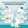AuranC-H Lymph System Support Supplement - Lymphatic Drainage Supplement with