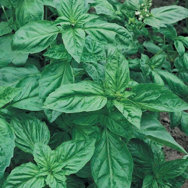 Genovese Basil Seed 1 Oz ~19,000 Seeds – Non-GMO, Heirloom,
