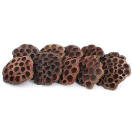 NWFashion 10PCS/Package Natural Dried Brwon Lotus Pods Home Decoration Dired Flower(6-8CM)