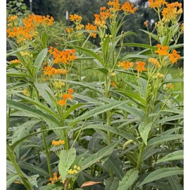 Silky Gold Tropical Milkweed Butterfly Weed Milkweed Asclepias curassavica Premium Seeds for Planting Packet Monarch