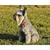 Unpolished Baltic Amber Collar, Suitable for Dogs and Cats, Adjustable