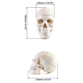 QWORK Human Skull and Brain Anatomy Model, 11 Parts, Life Size, Numbered, Anatomically Accurate, for Science Medical Teaching Learning