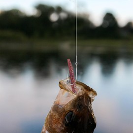 Simulated Swim Bait, Bass Fishing Lure, Simulated Bait, Worm Lure Kit, Vivid Reusable Fish Bait for Saltwater & Freshwater Fishing