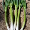 Evergreen White Bunching Nebuka Onions - 1 OZ ~8,400 Seeds