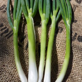 Evergreen White Bunching Nebuka Onions - 1 OZ ~8,400 Seeds - Heirloom, Open Pollinated, Non-GMO, Farm & Vegetable Gardening Seeds