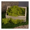 Ideen mit Herz Icelandic Moss, Green, Decorative Moss, Natural Product,