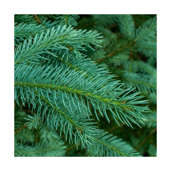 Aromatics International Aromatics International Pure Organic White Spruce Essential Oil