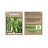 Lemon Grass Seeds for Planting Outdoor - 250 Mg Packet