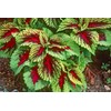 Coleus Blumei Seed Mix 200+ Non-GMO Seeds for Planting Painted
