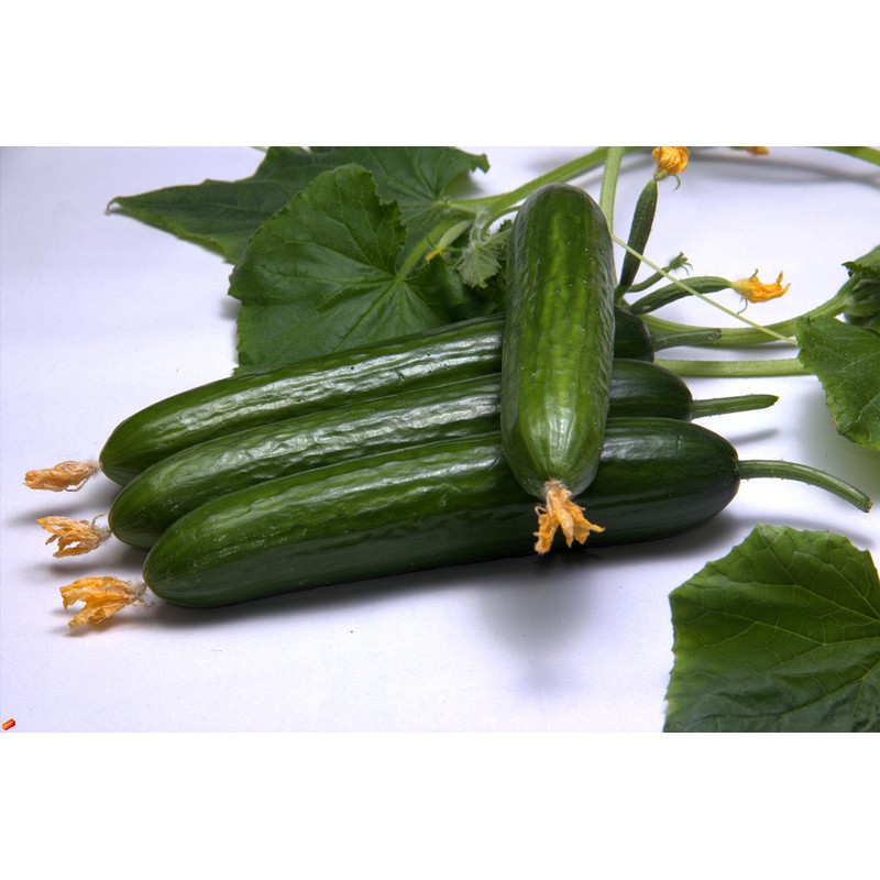 RAISE ME UP: Seeds Cucumber Emelya for Pickling Open-Pollinated Non