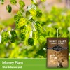 Money Plant Seed for Planting - 1 Packet with Instructions