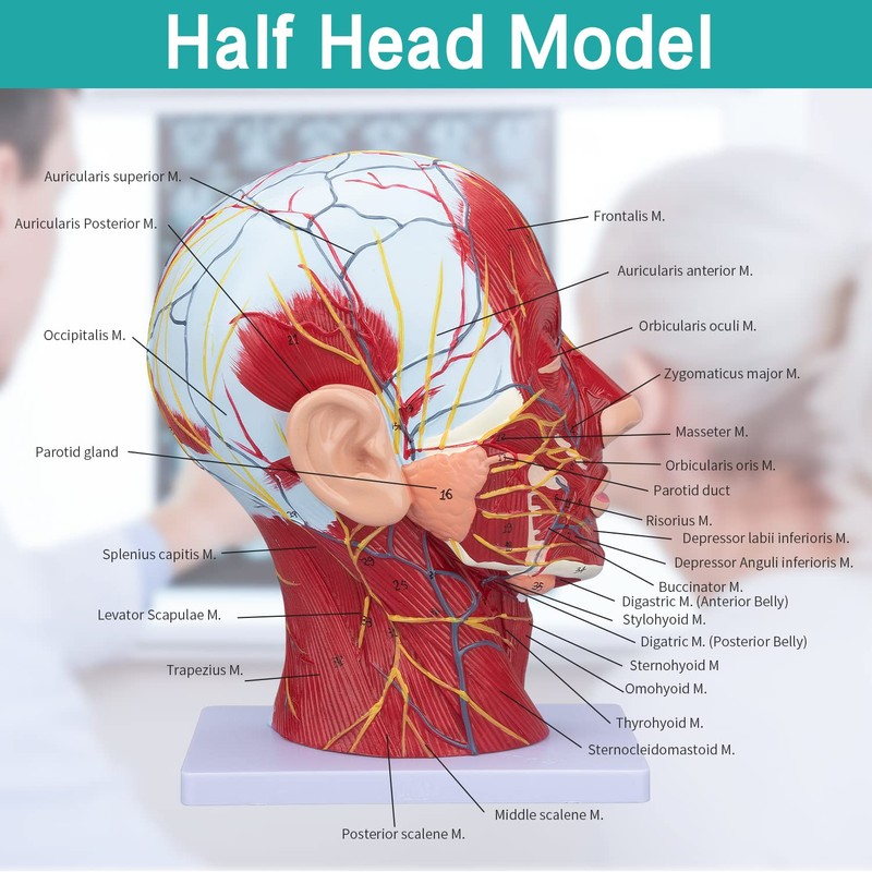 LVCHEN Face Head Muscle Model - Human Half Head &