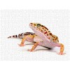 CALVENDO Puzzle Leopardgecko - Eublepharis macularius - 1000 Pieces Photo
