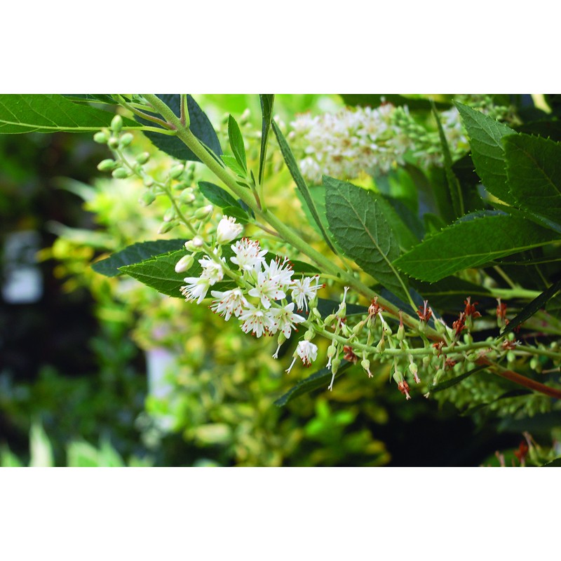 Clethra aln. 'Hummingbird' (Summersweet) Shrub, white flowers, #3 - Size