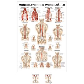Muscles of the spinal column Mini Poster Anatomy 34x24 cm Medical Teaching Medium