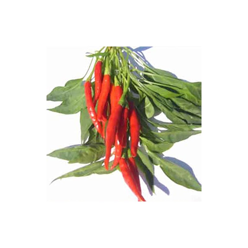 Pepper Seeds - Hot - Thai - Prik Chi FAA