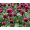 100PCS Gomphrena Purple Seeds Globe Amaranth Plant Seeds