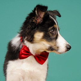 DORUI Dog Collar Bowties - 20 PCS Birthday Gift Adjustable Pet Collar Bow Ties for Boys Girls Dog Puppy Cats Holiday Festival Party Weddings Christmas Valentine's Day Photography Grooming Bows(Small)