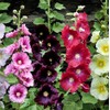KIRA SEEDS - Seeds Hollyhock Spring Mix - Perennial Flowers