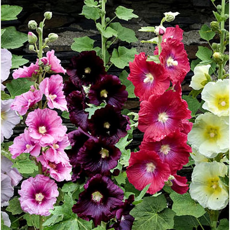 KIRA SEEDS - Seeds Hollyhock Spring Mix - Perennial Flowers