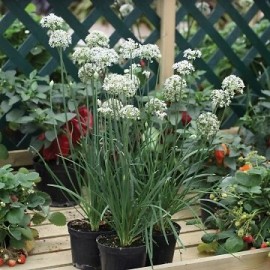 Chives Gigabyte    1,000 seeds
