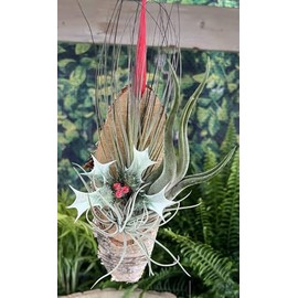 Christmas Gift - Airplant Ornament - Range of Designs - Festive Holiday House Decoration (Hanging Wood Plinth with 3 Airplants)