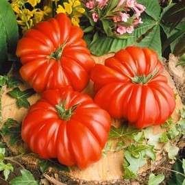 Rosso Sicilian Tomato Seeds - 4 Oz ~27200 Seeds - Non-GMO, Heirloom - Vegetable Garden - Solanum lycopersicum