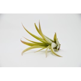 Tillandsia Capitata Peach Air Plant with Fertilizer Spray / 1oz Spray Bottle/FREE Care Guide/House Plants