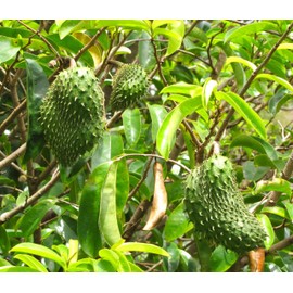 TomorrowSeeds - Soursop Tree Seeds - 5+ Count - for 2025 Planting Graviola Guanabana Pignon Corossol Custard Apple Sour SOP Paw Annona Muricata Tropical Fruit Trees Perennial Grow Your Own Home Farm