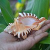Very Rare Ganesh Conch, Lord Ganesh Shankh for Pooja, Shri