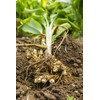 屋久島 Spring 300 Turmeric Whole Set of 2 approx. 2 Months Minutes
