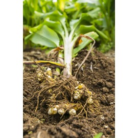 屋久島 Spring 300 Turmeric Whole Set of 2 approx. 2 Months Minutes