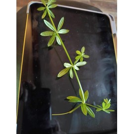 WNC Apathecary cleavers extract for lymph system 4 oz