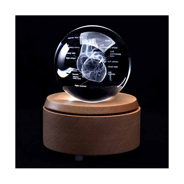 XINDAM 3D Human Heart with Labels Anatomical Model Paperweight(Laser Etched)