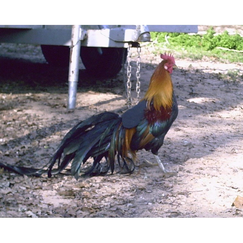 Hen Saver Hen Apron/Saddle, Single Strap, Large, Black